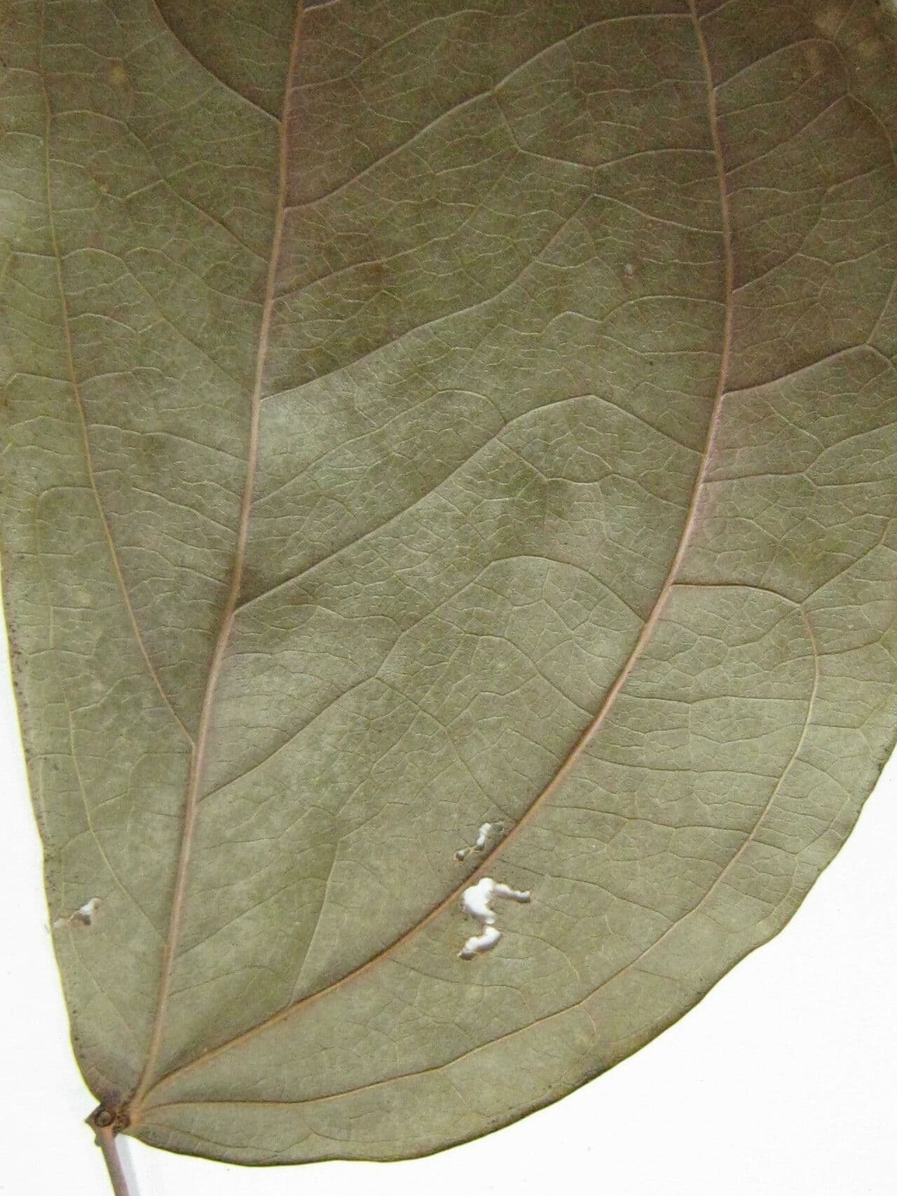 Calliandra 8