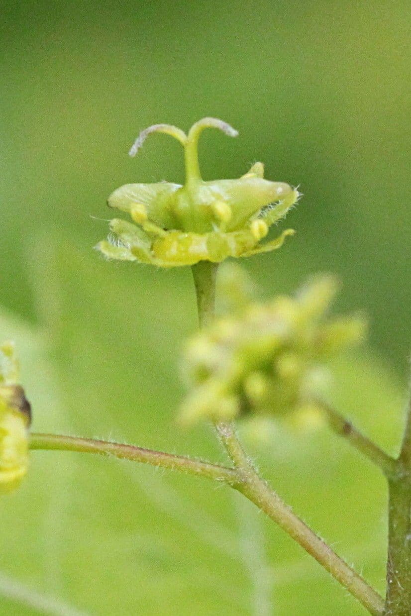 Acero oppio 9