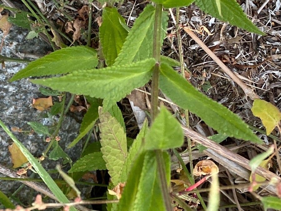 Betonica palustre 19