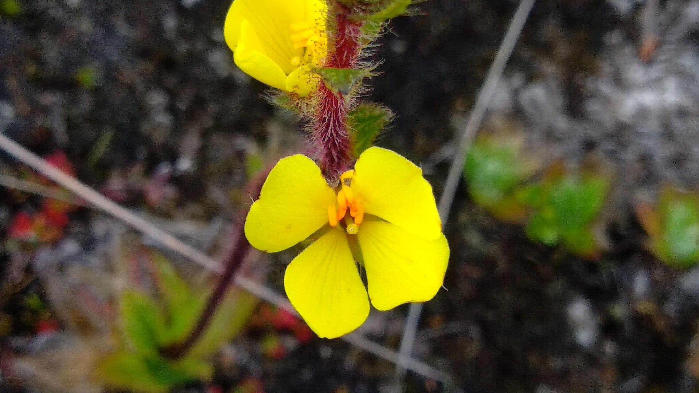 Castratella piloselloides