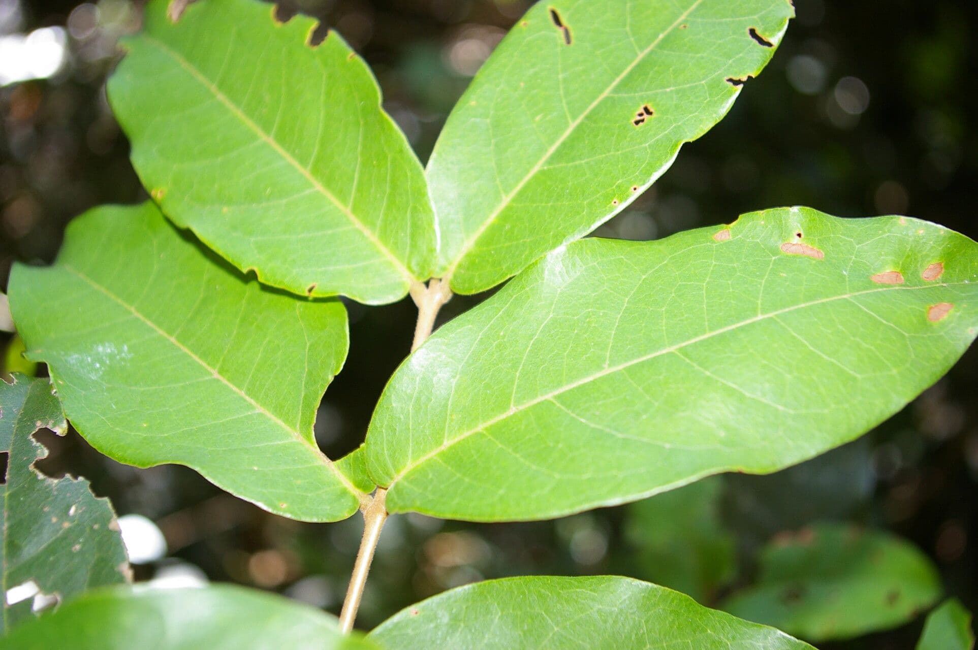 Eugenia 10