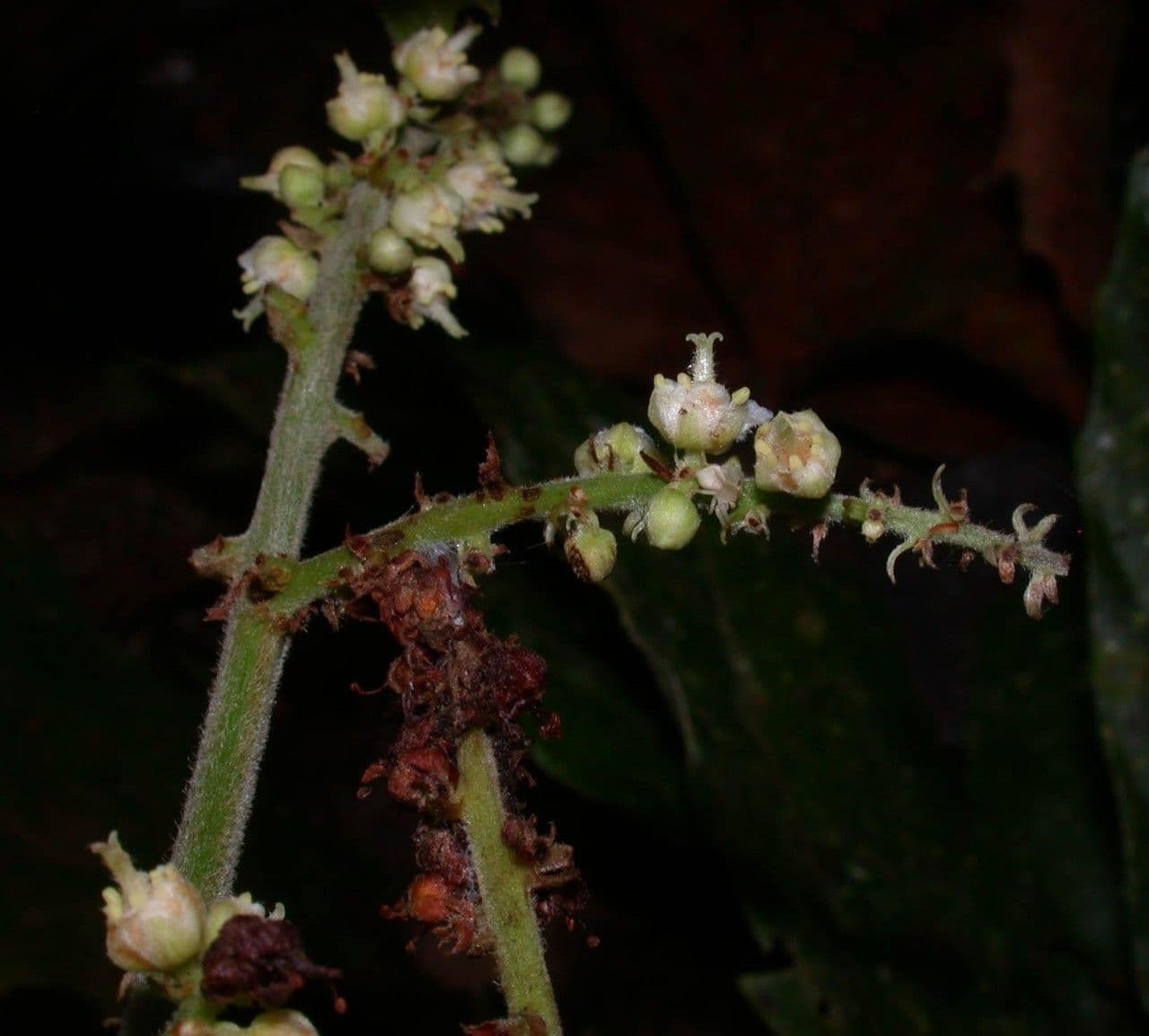 Cupania rossastra 20
