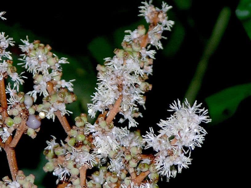 Miconia elata 2