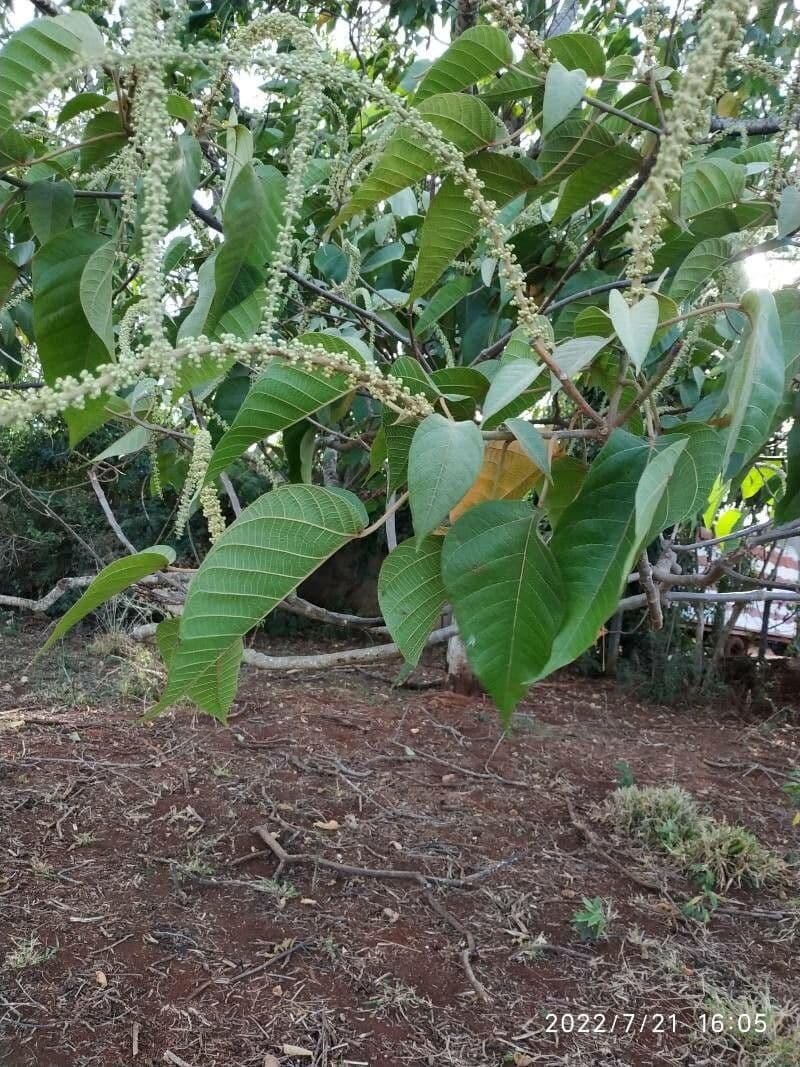 Croton 11
