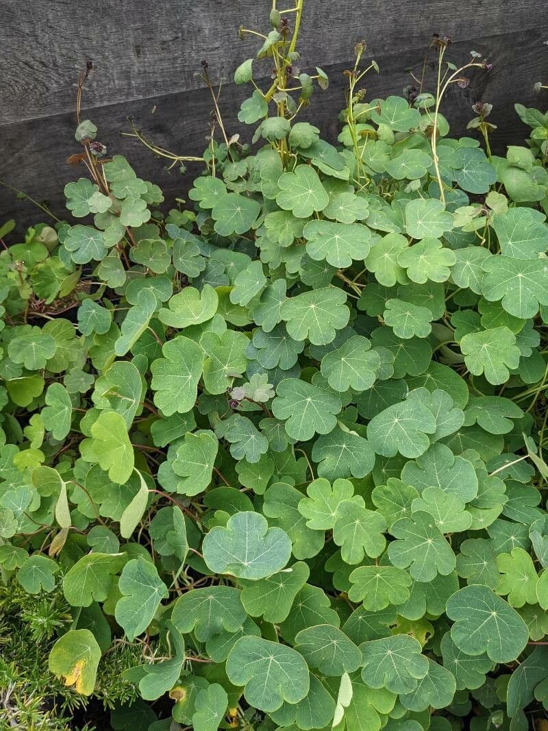 Tropaeolum 4