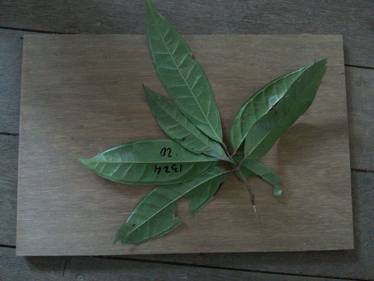 Myrcia 2