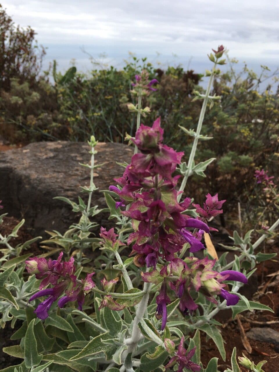 Salvia 5
