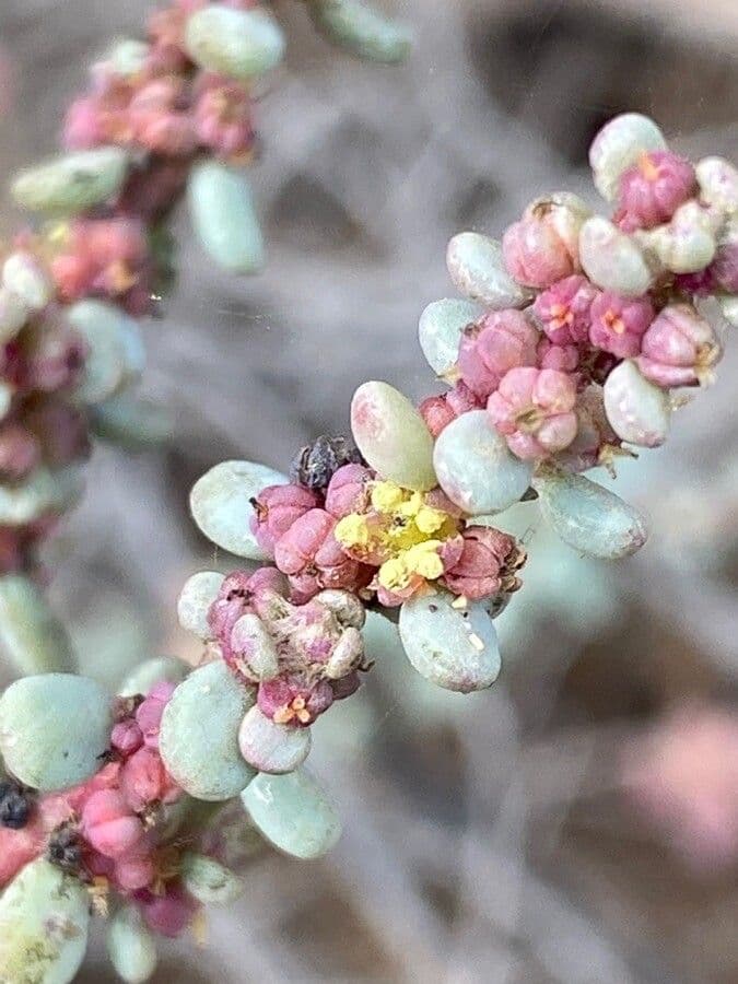 Suaeda vermiculata
