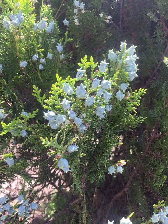 Arborvitae oriental 6