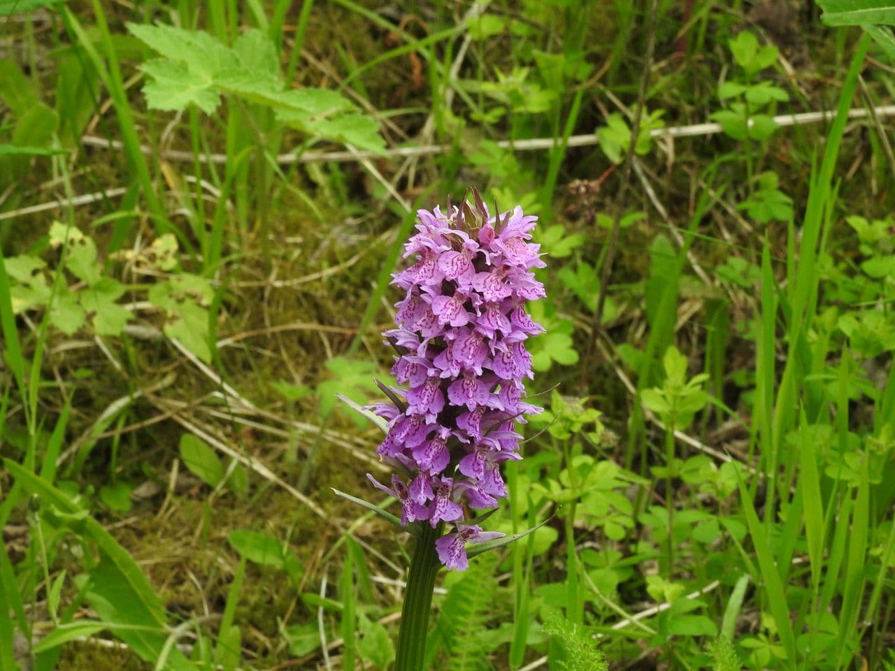 Orchis négligé 9