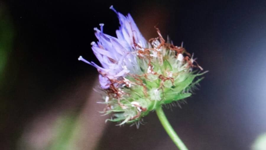 Jasione 10