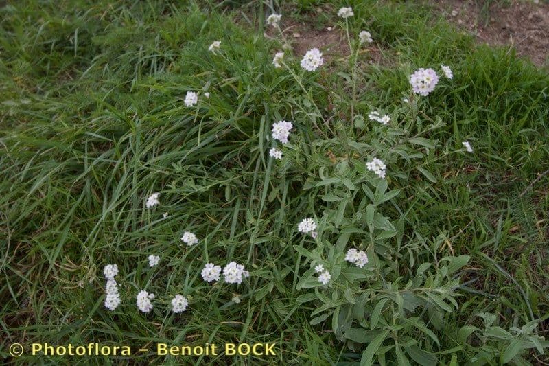 Berteroa mutabilis 7