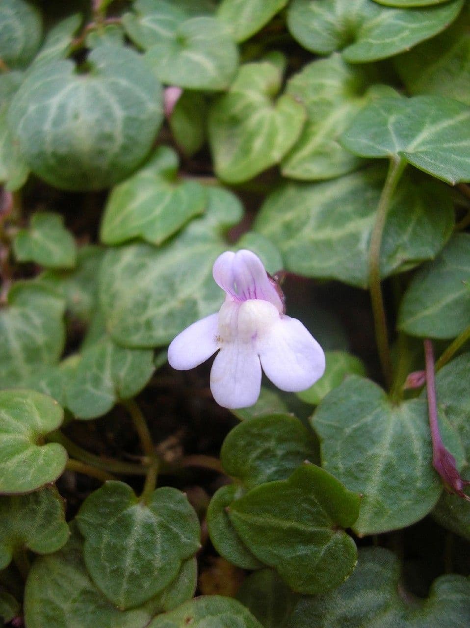 Cymbalaria 5