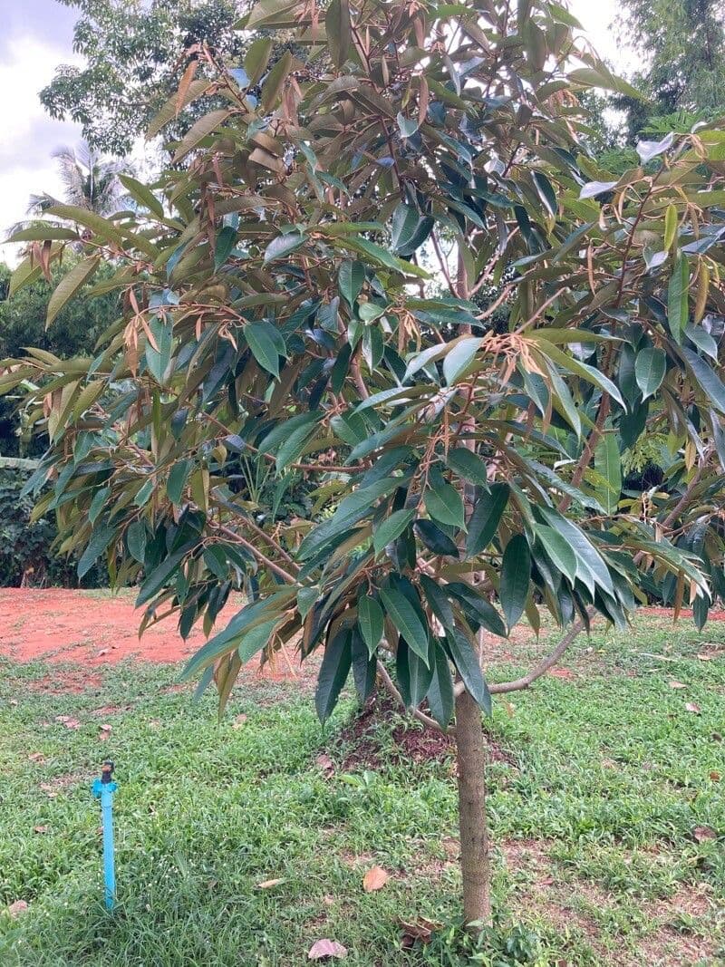 Durian 14