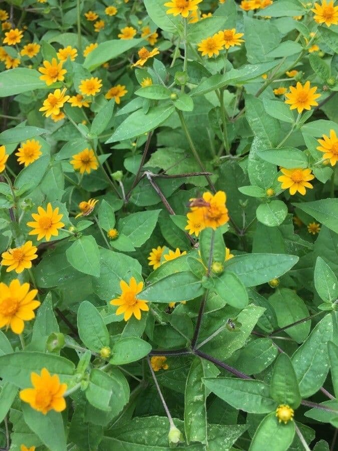 Mélampode divariqué 4