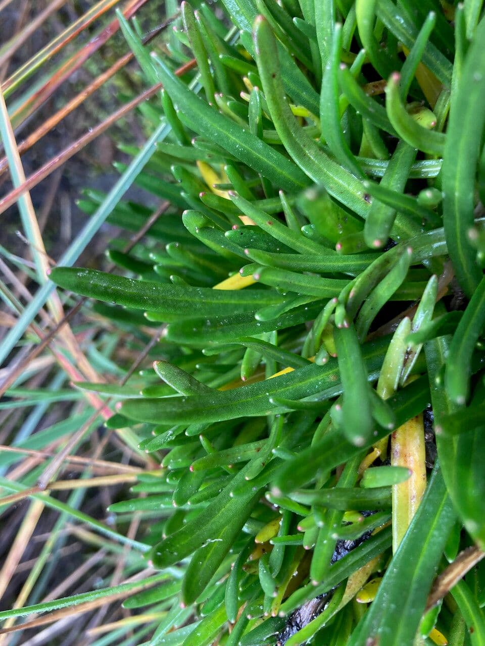 Calandrinia acaulis 15