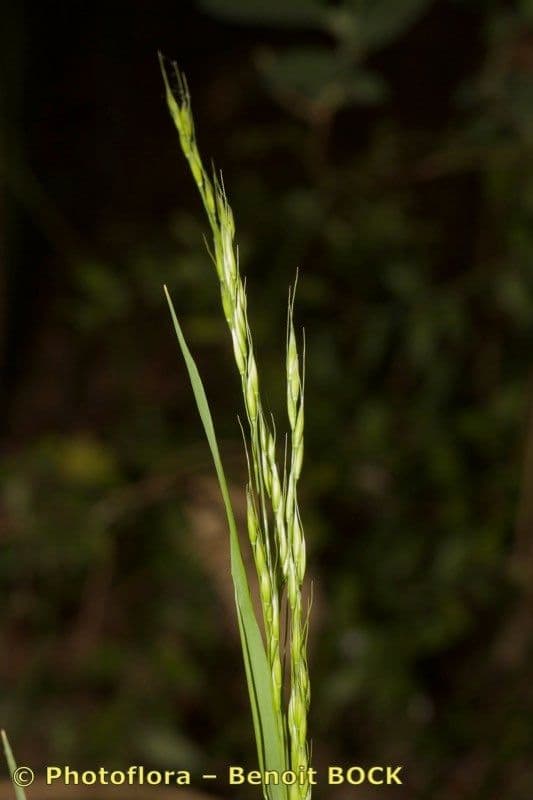 Achnatherum paradoxum 26