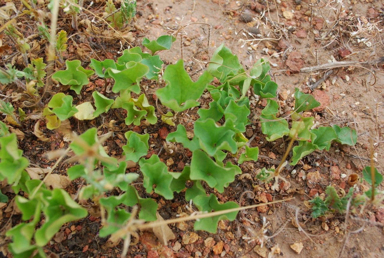 Dichondra 6