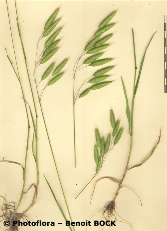 Bromus squarrosus 25