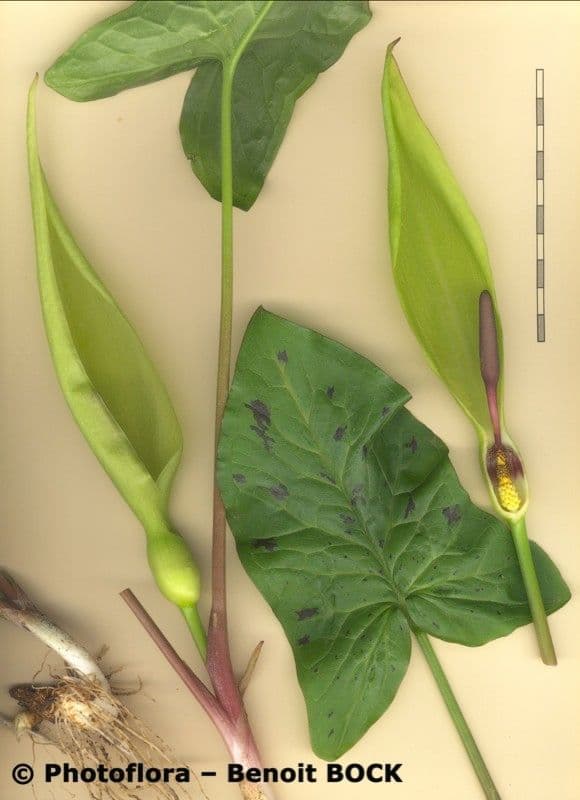 Gefleckter Aronstab 26