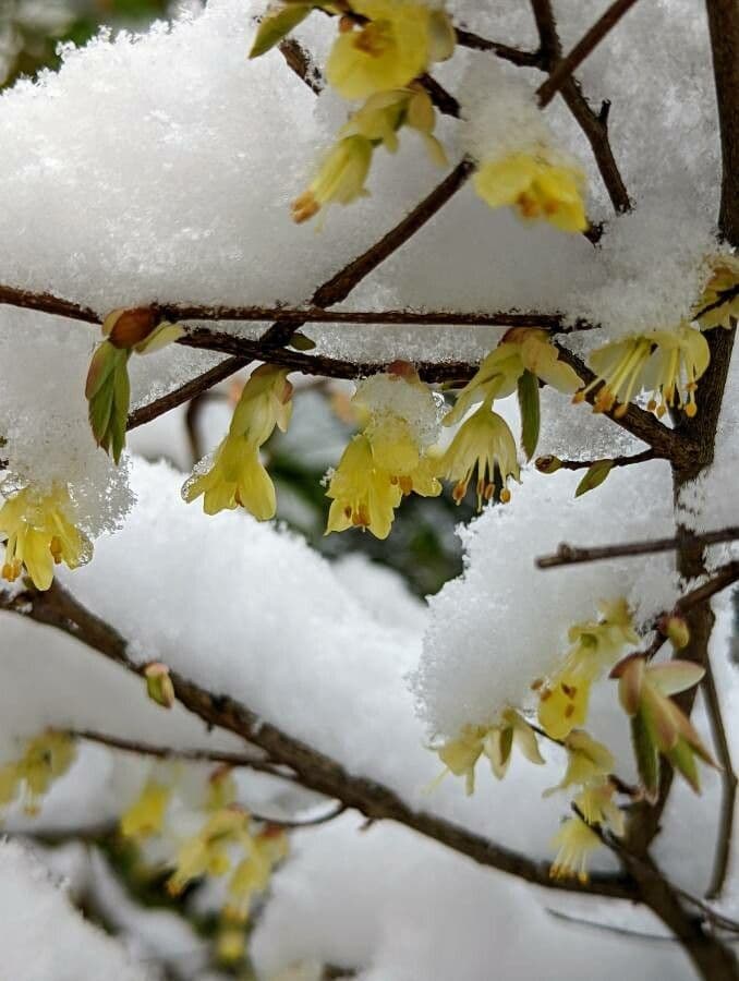 Corylopsis 2