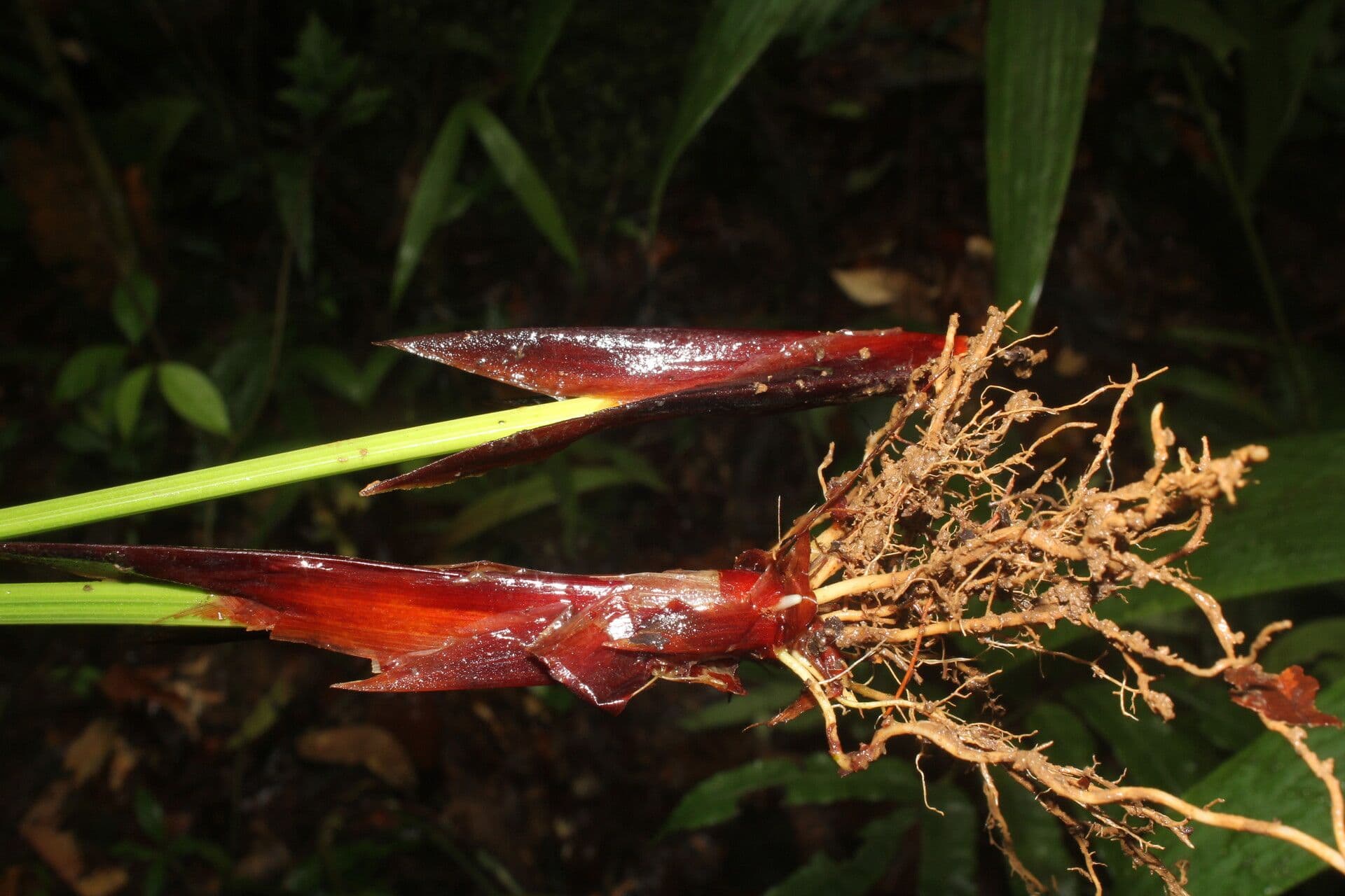 Mapania 7