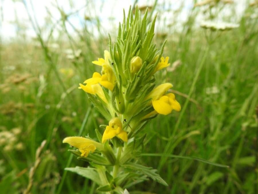 Speronella viscosa 15