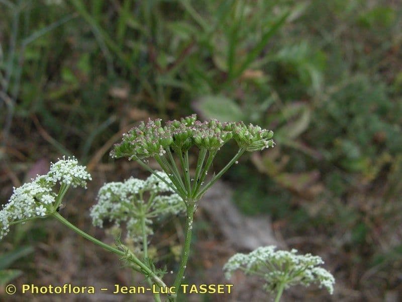 Seseli annuum 26