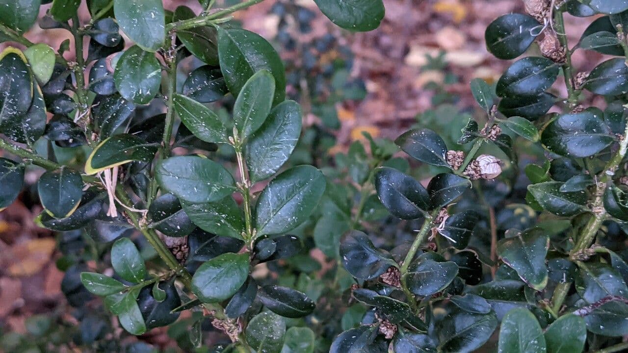 Bosso sempreverde 17