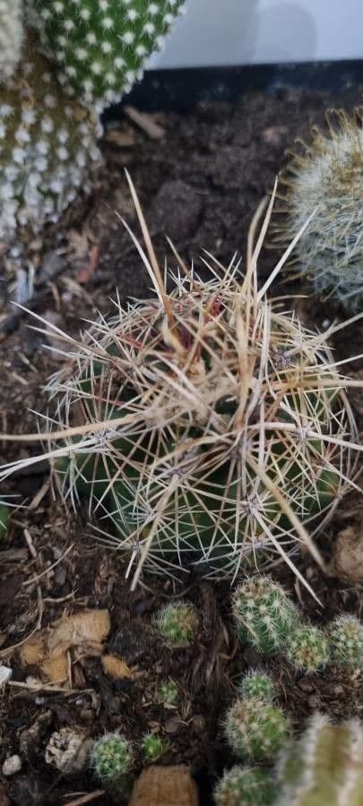 Thelocactus bicolor 7