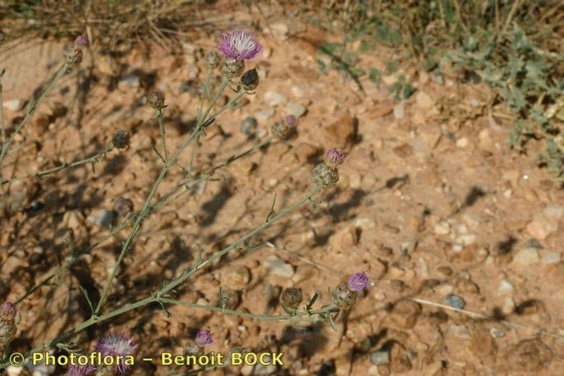 Weiße Flockenblume 8
