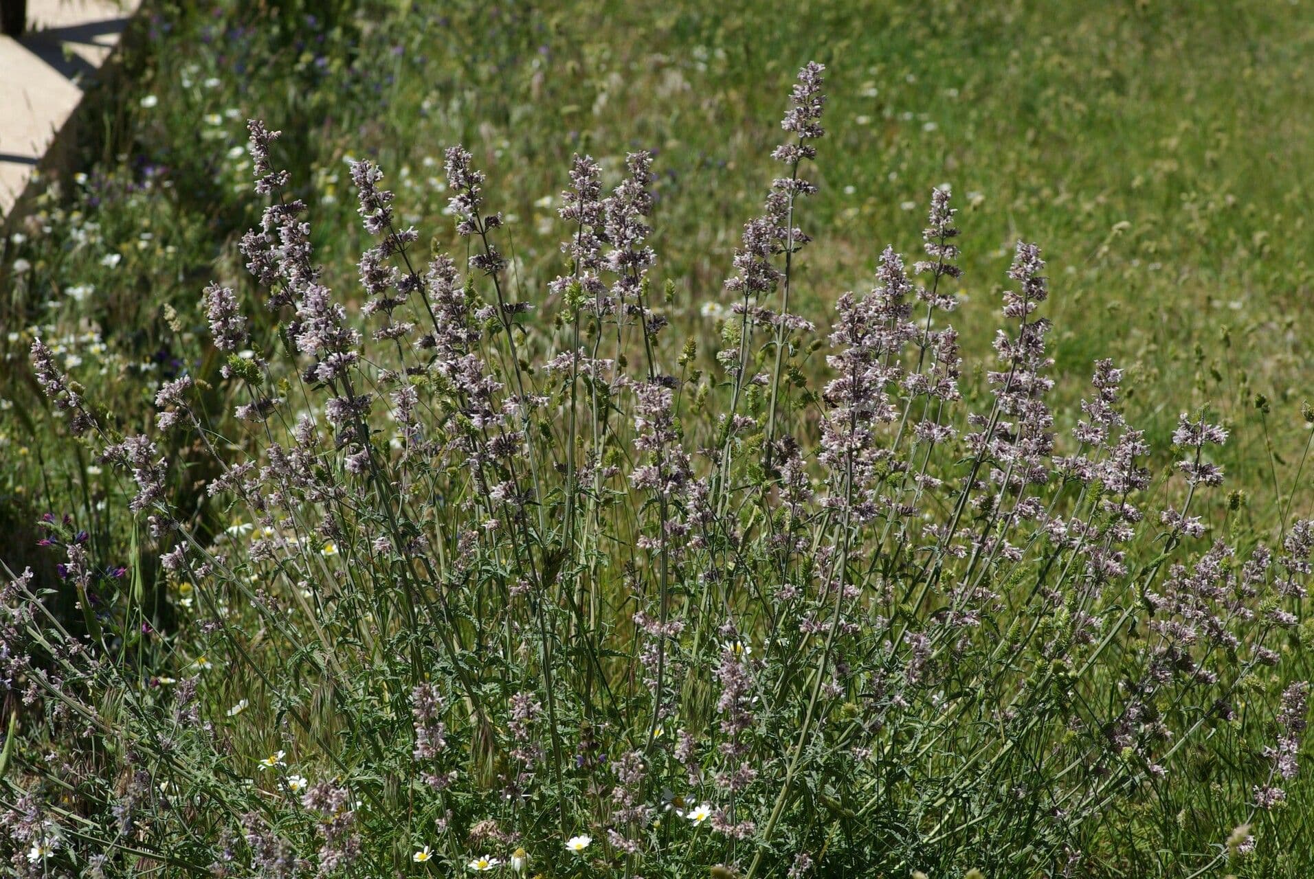 Kleinblättrige Katzenminze 9