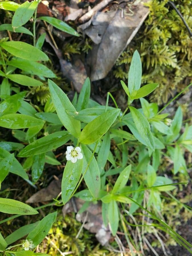 Moehringia macrophylla 3