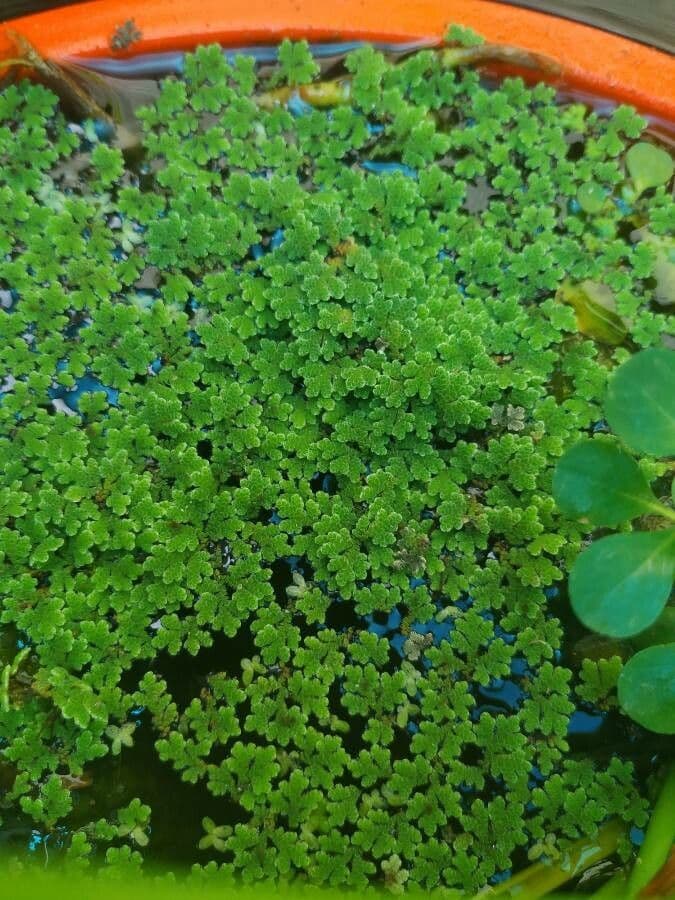 Azolla della Carolina 2
