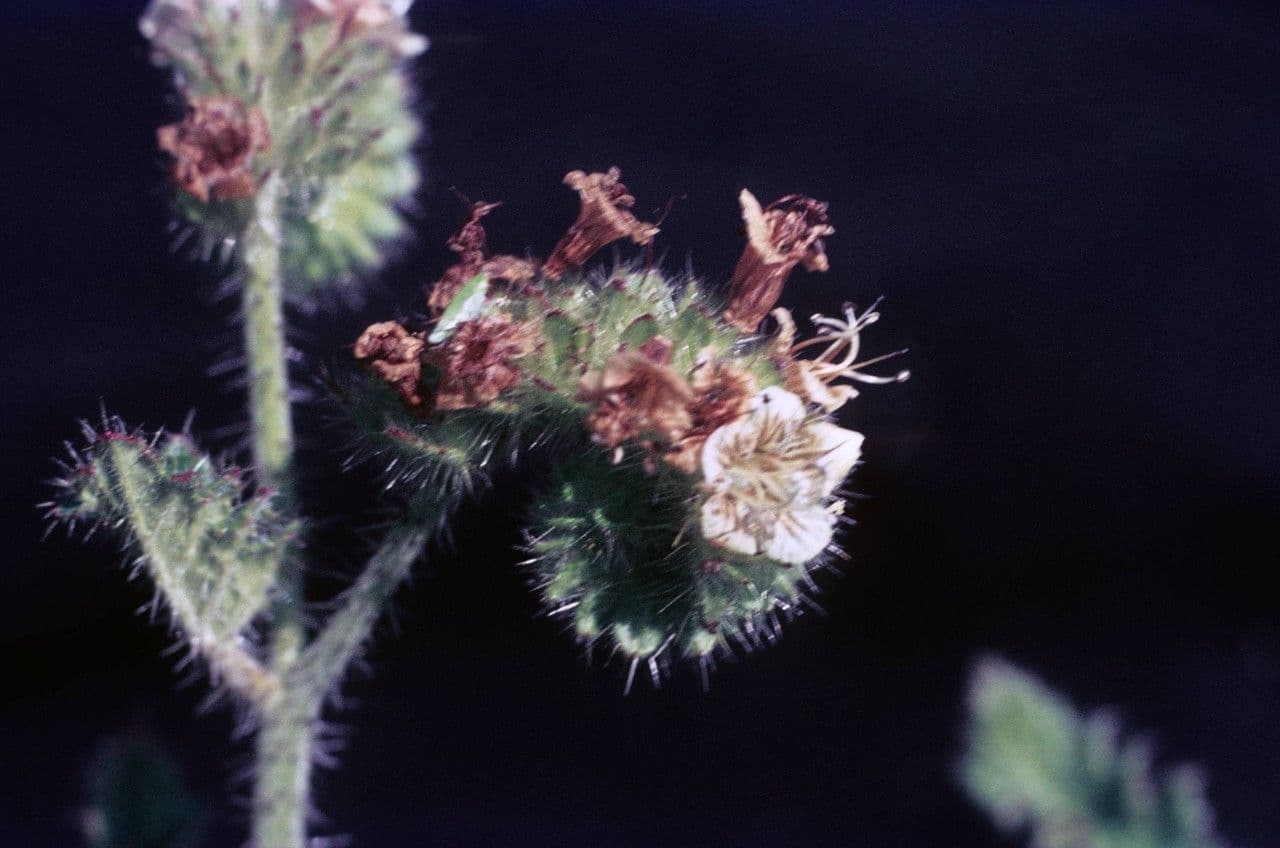 Facelia 2