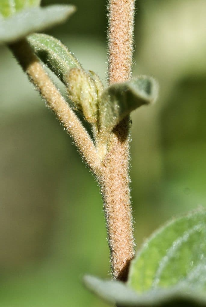 Croton capitatus 22