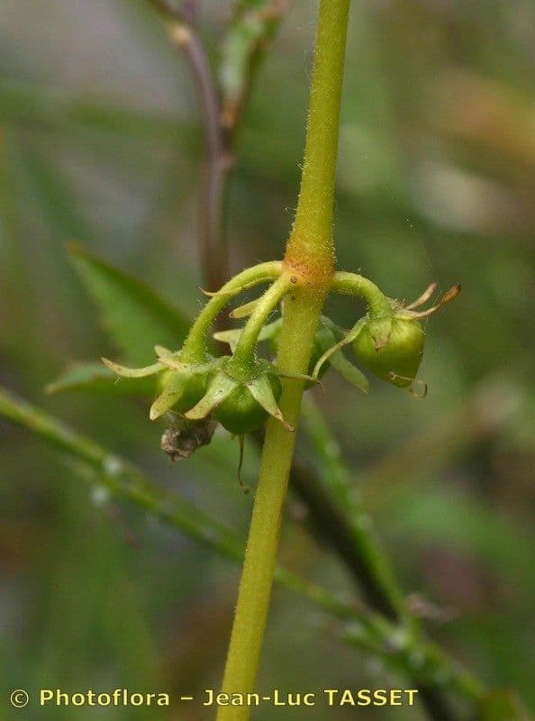 Erba scopina 2