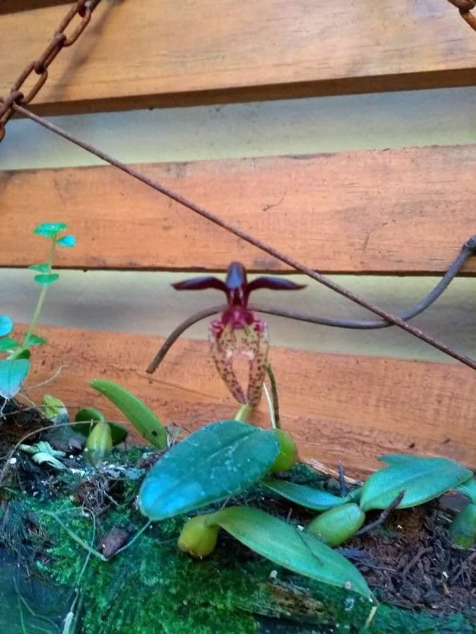Bulbophyllum 6