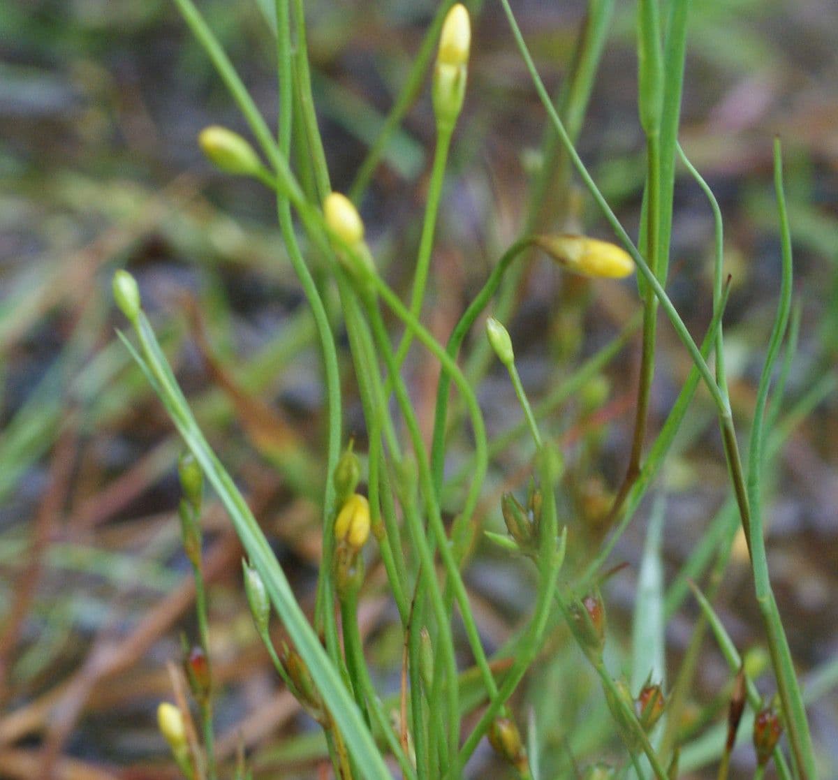 Cicendia filiformis 11