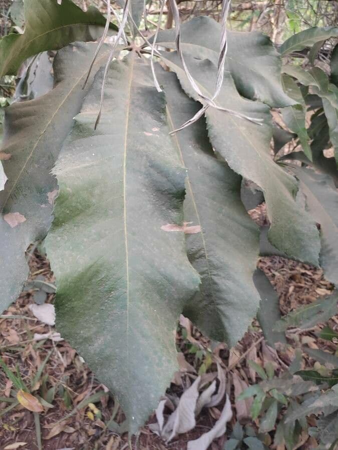 Myrianthus