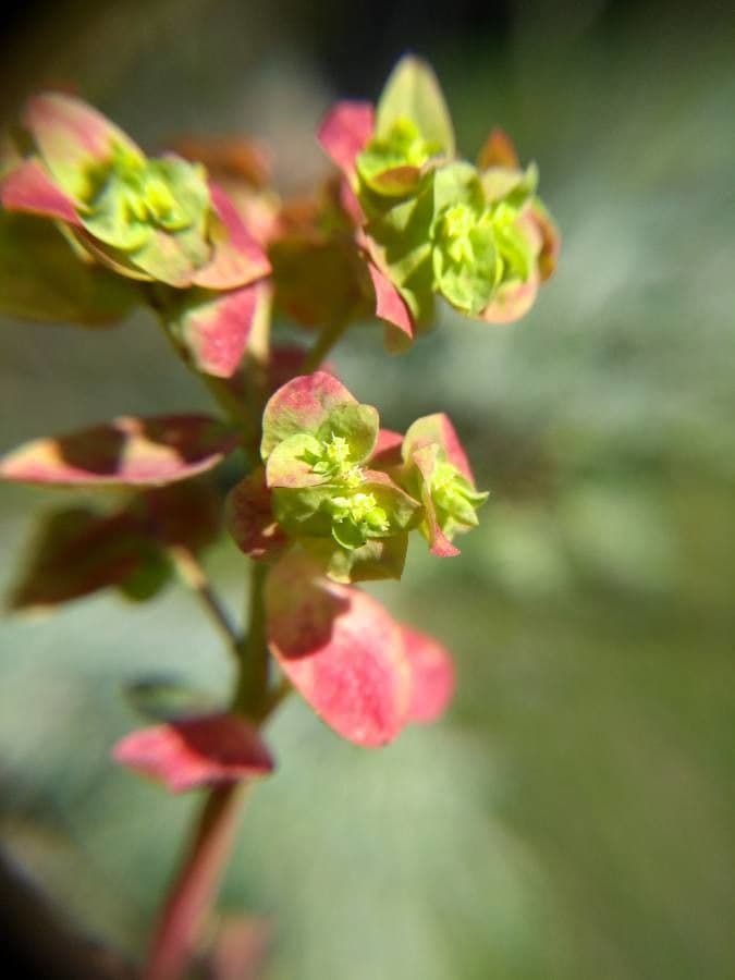 Garten-Wolfsmilch 8