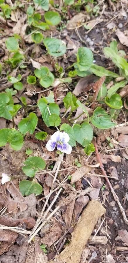 Viola palustre 19