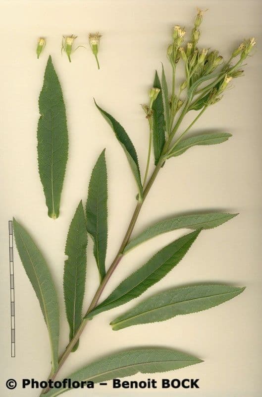 Senecio 22