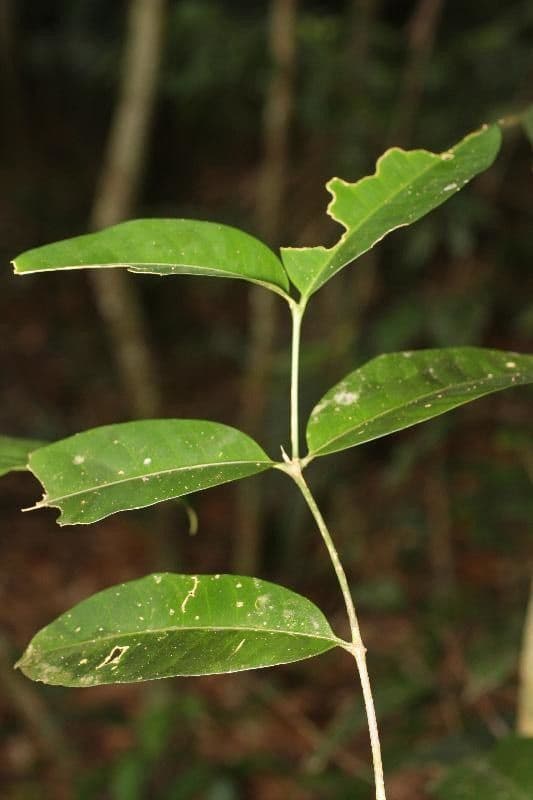 Tabernaemontana 6