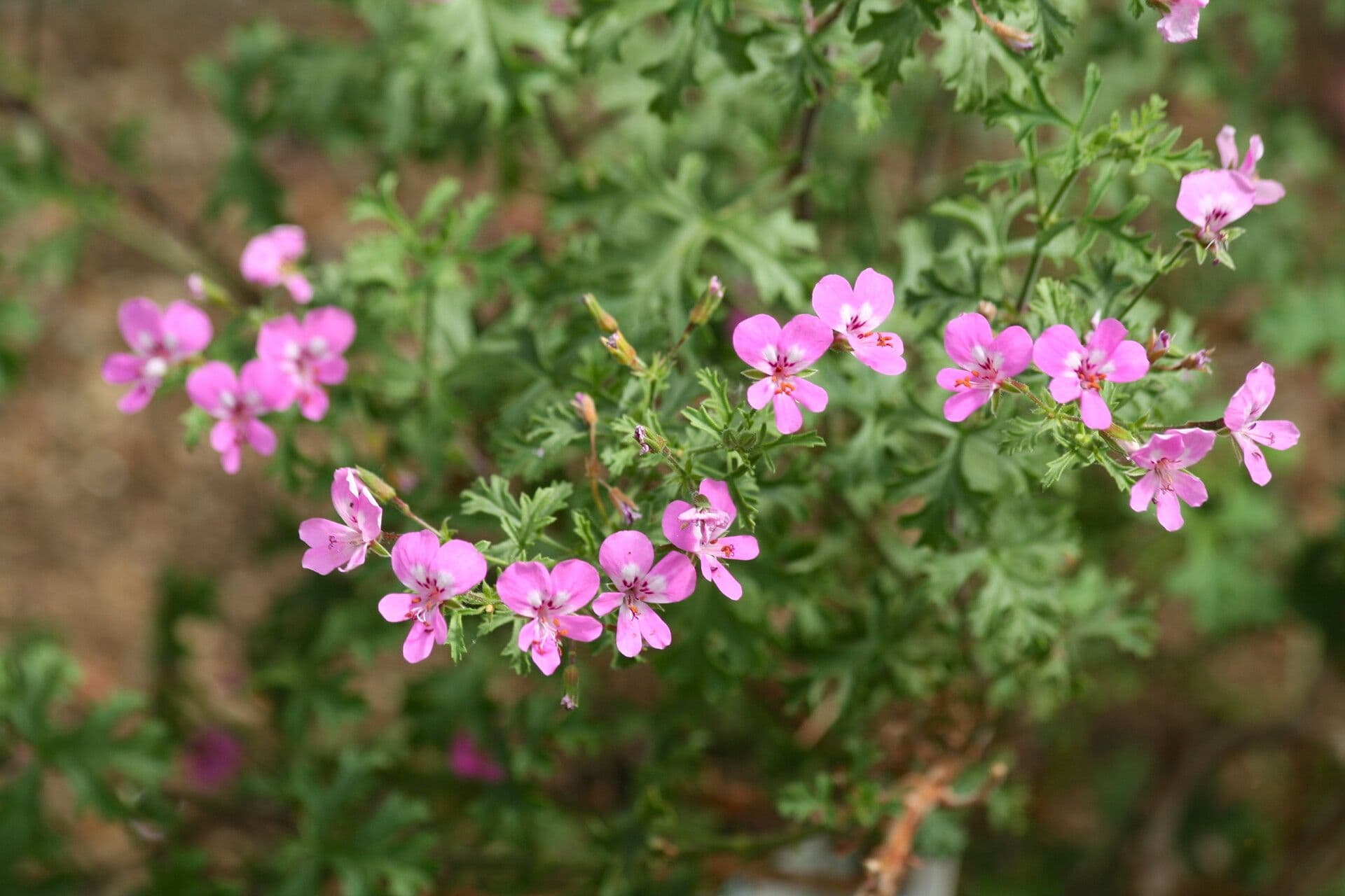 Pelargonio 2