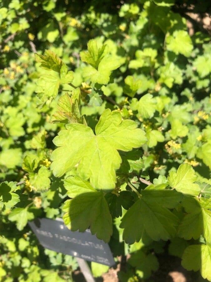 Ribes fascicolato 3