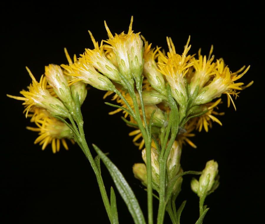 Solidago occidentale 3