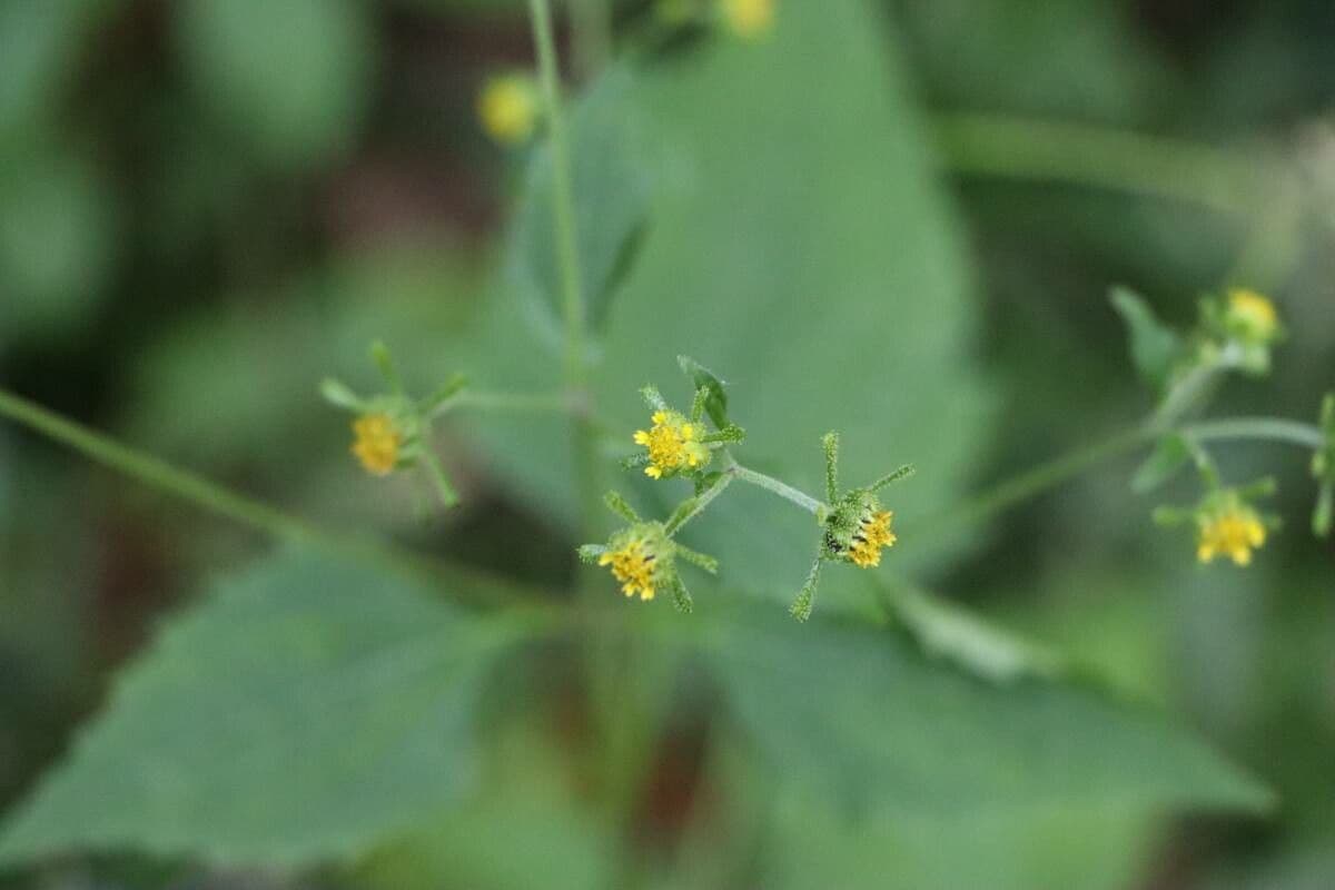 Sigesbeckia 2
