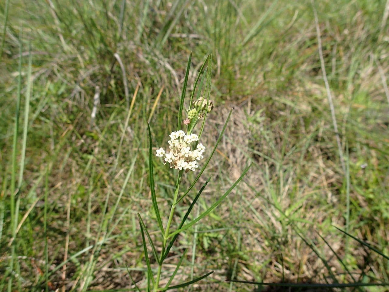 Asclepias lineare 9