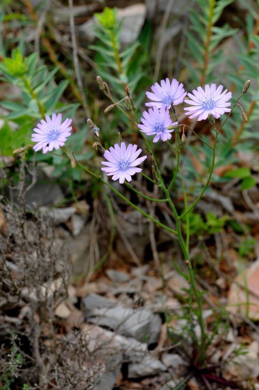 Podospermum 11